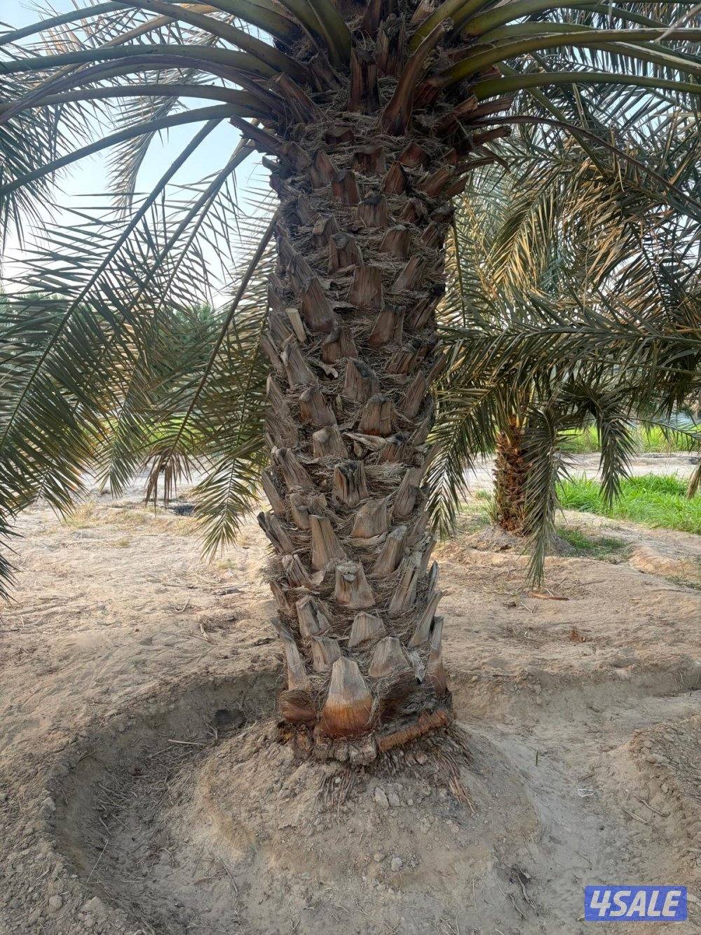 ابو علي للنخيل والزراعه شلع وزراعه النخيل9