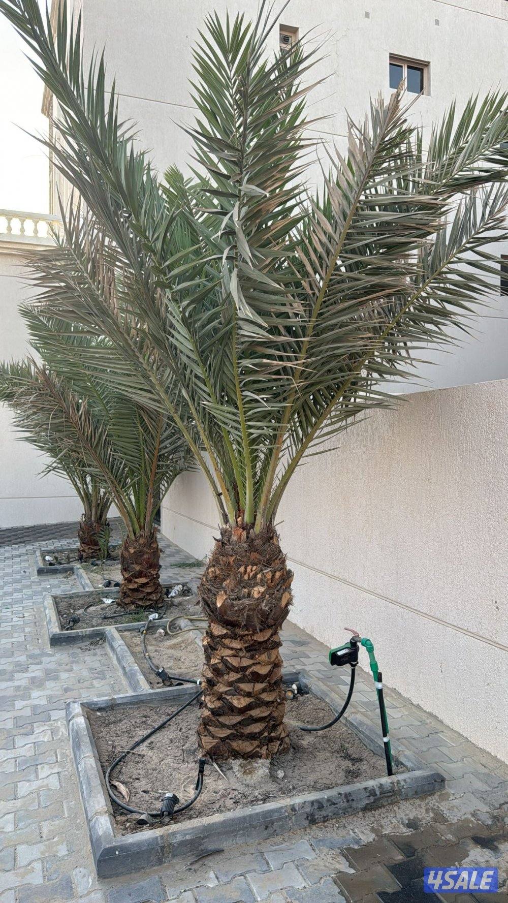 ابو علي للنخيل والزراعه شلع وزراعه النخيل10