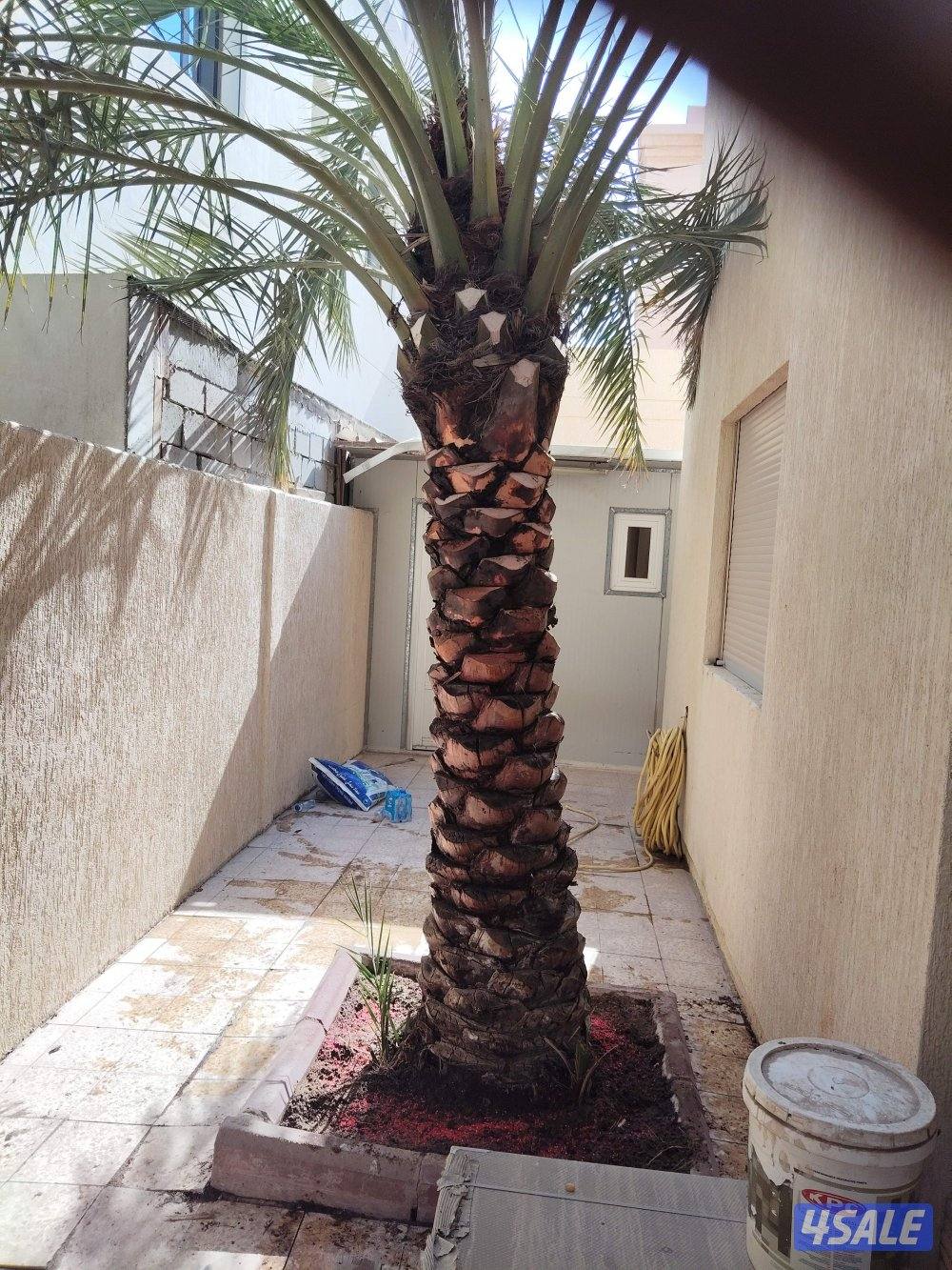 ابو علي للنخيل والزراعه شلع وزراعه النخيل11