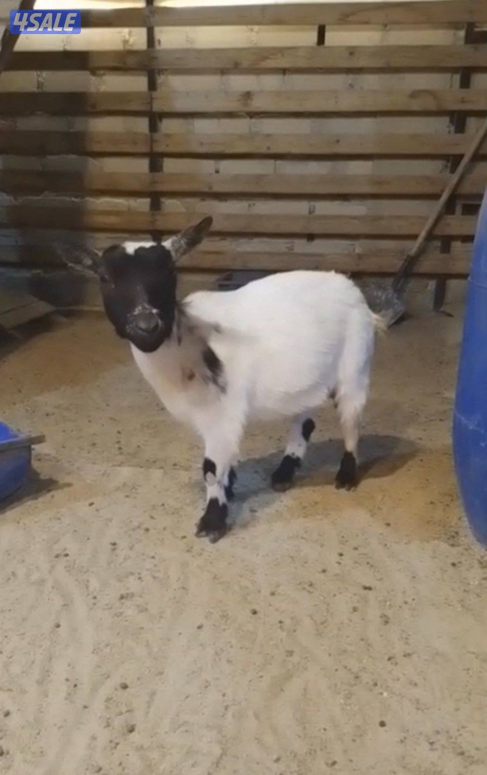 للبيع جيكيات 700