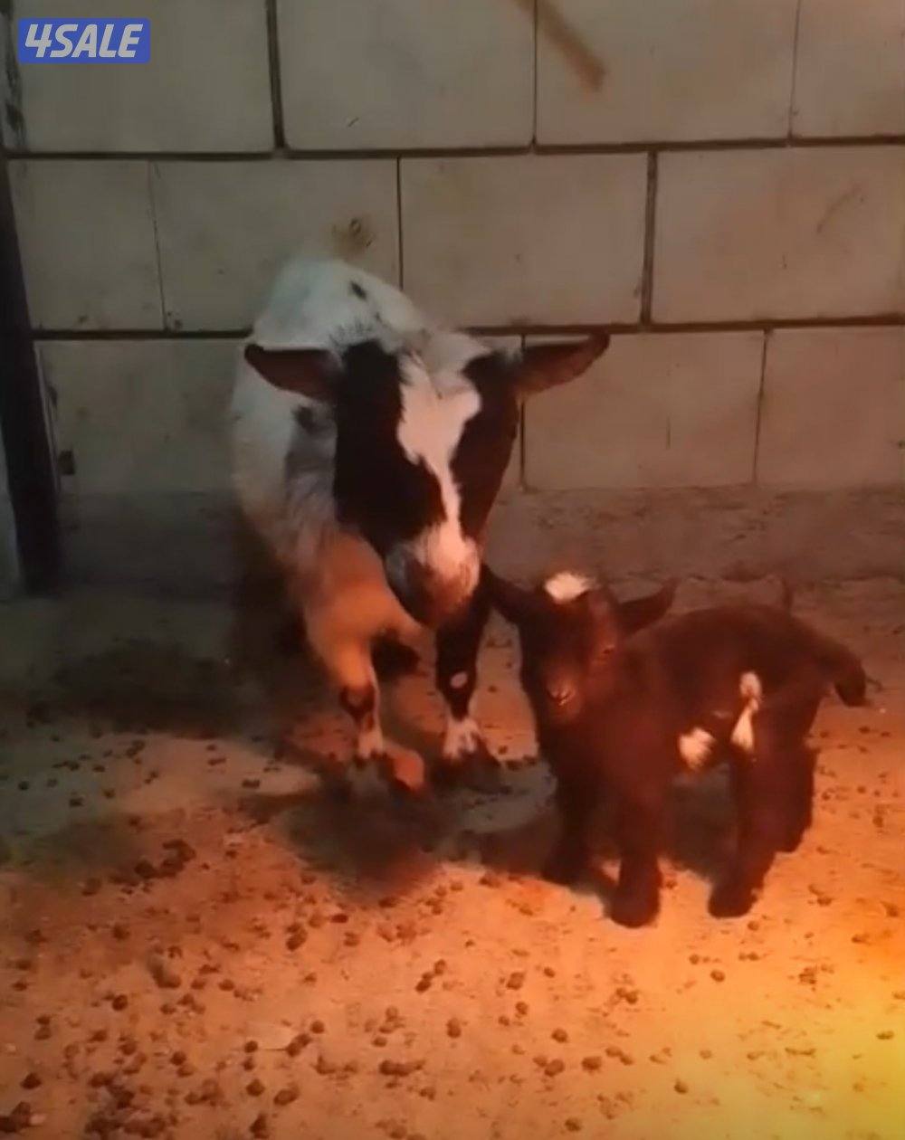 للبيع جيكيات 701