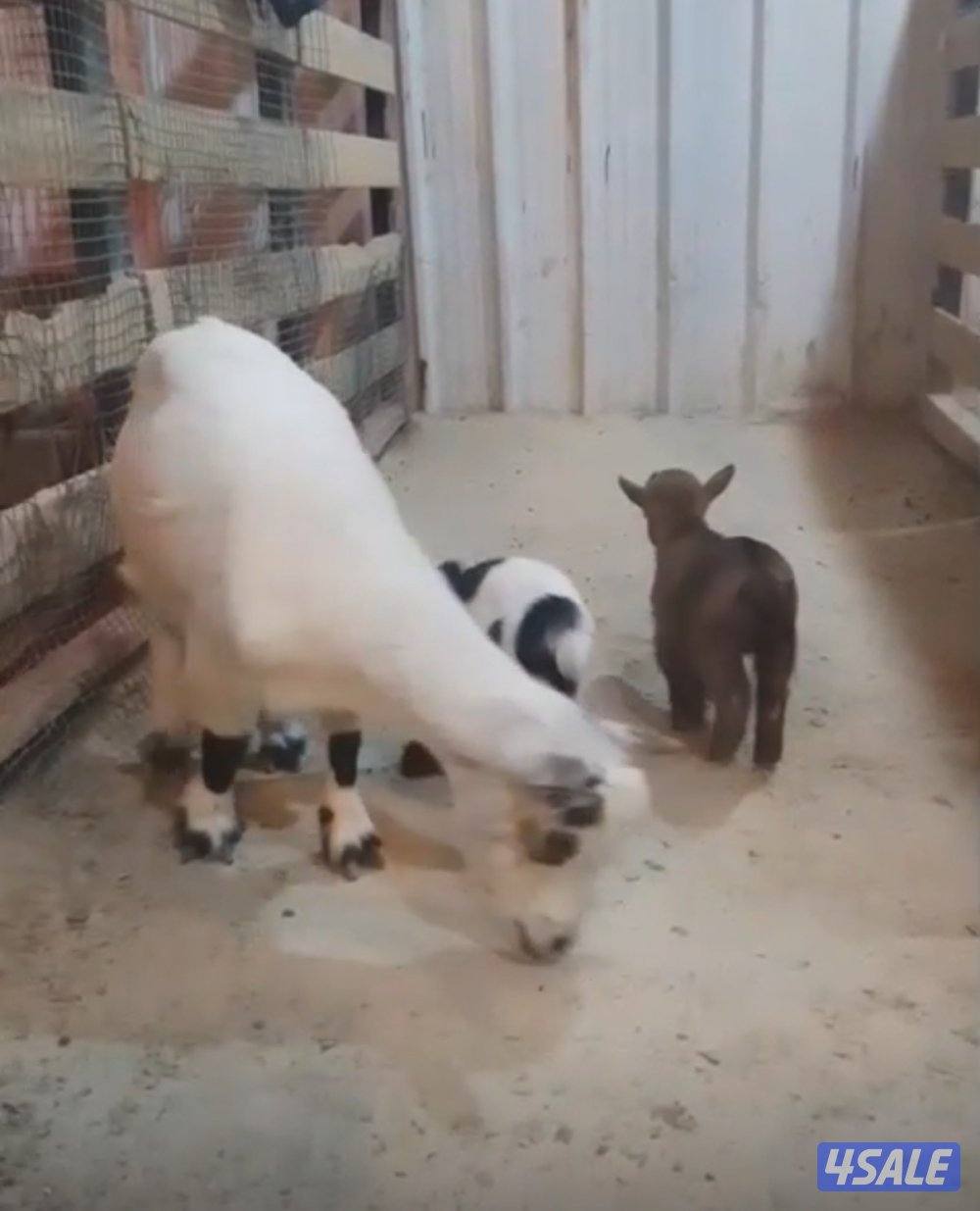 للبيع جيكيات 702