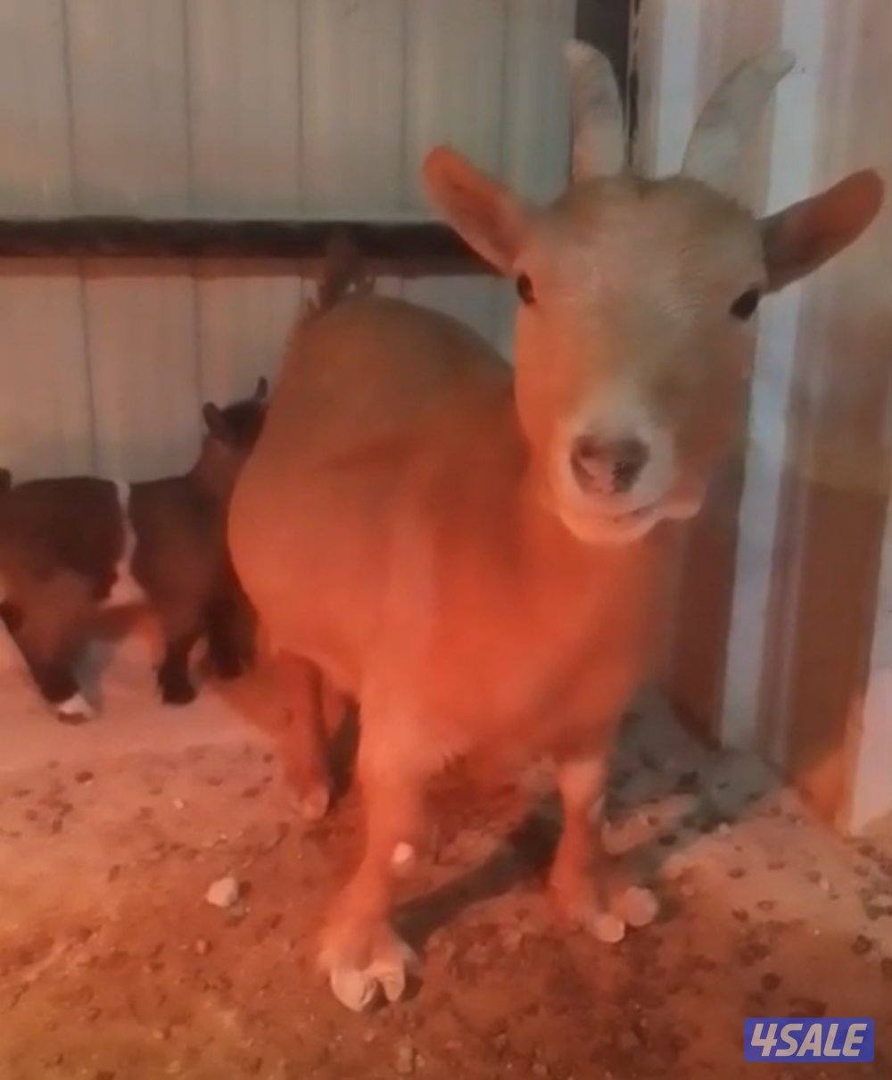 للبيع جيكيات 703