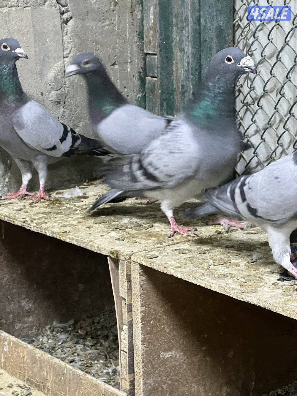 للبيع جبره حمام زاجل0