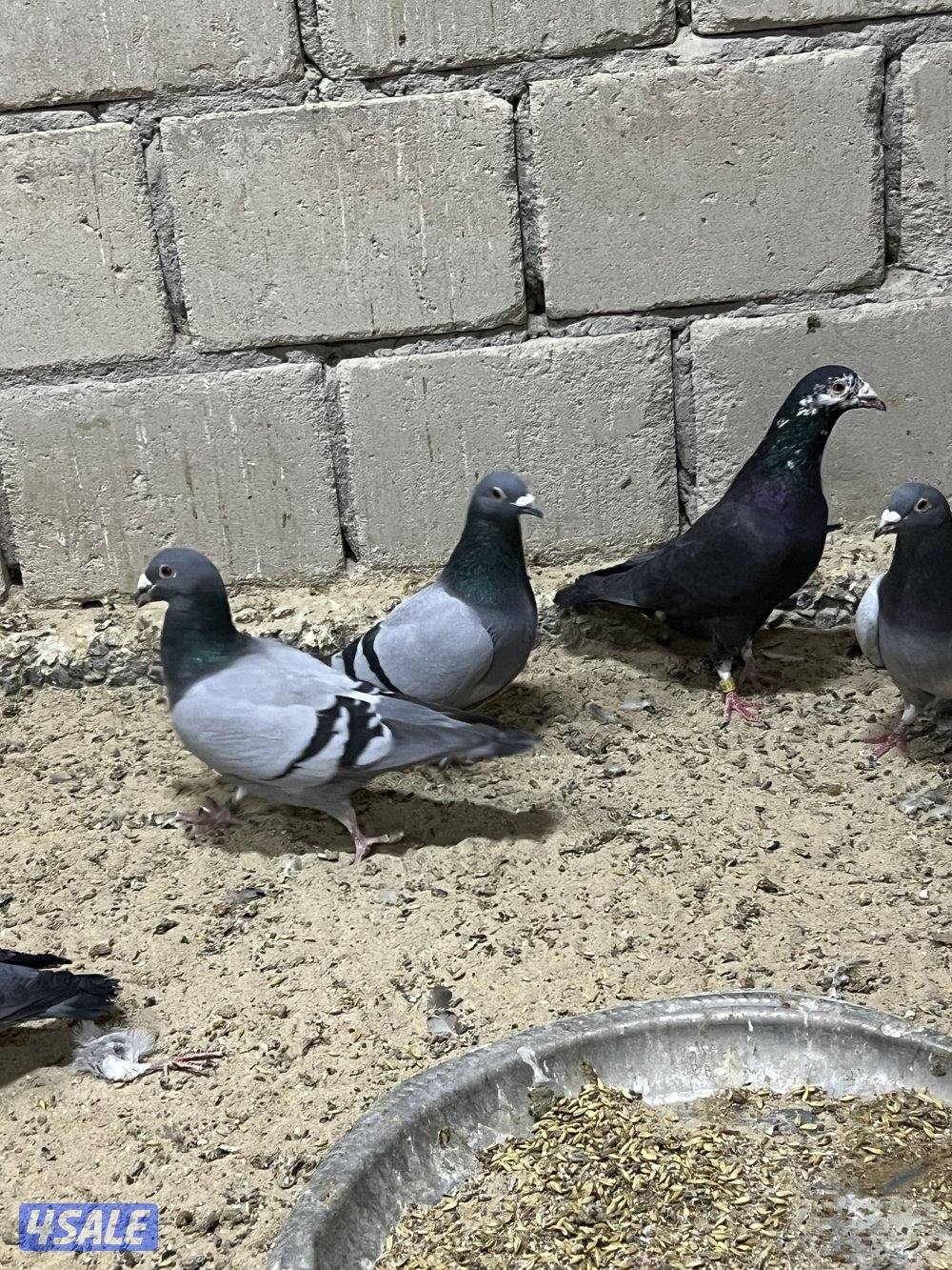 للبيع جبره حمام زاجل1