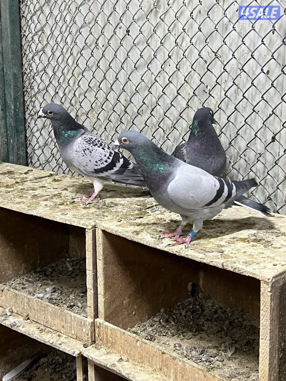 للبيع جبره حمام زاجل2