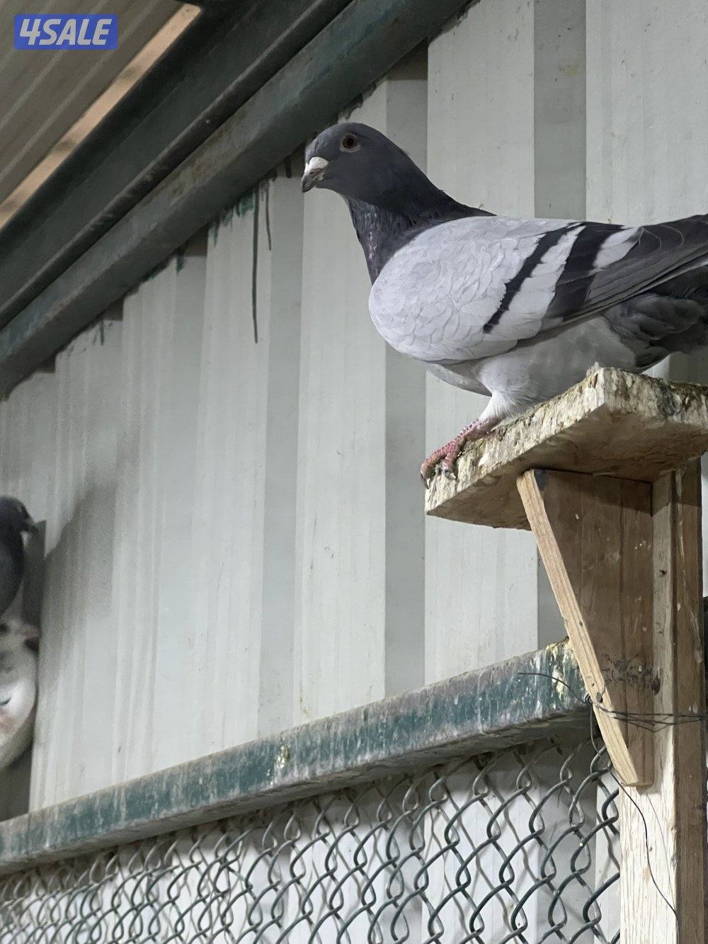 للبيع جبره حمام زاجل3