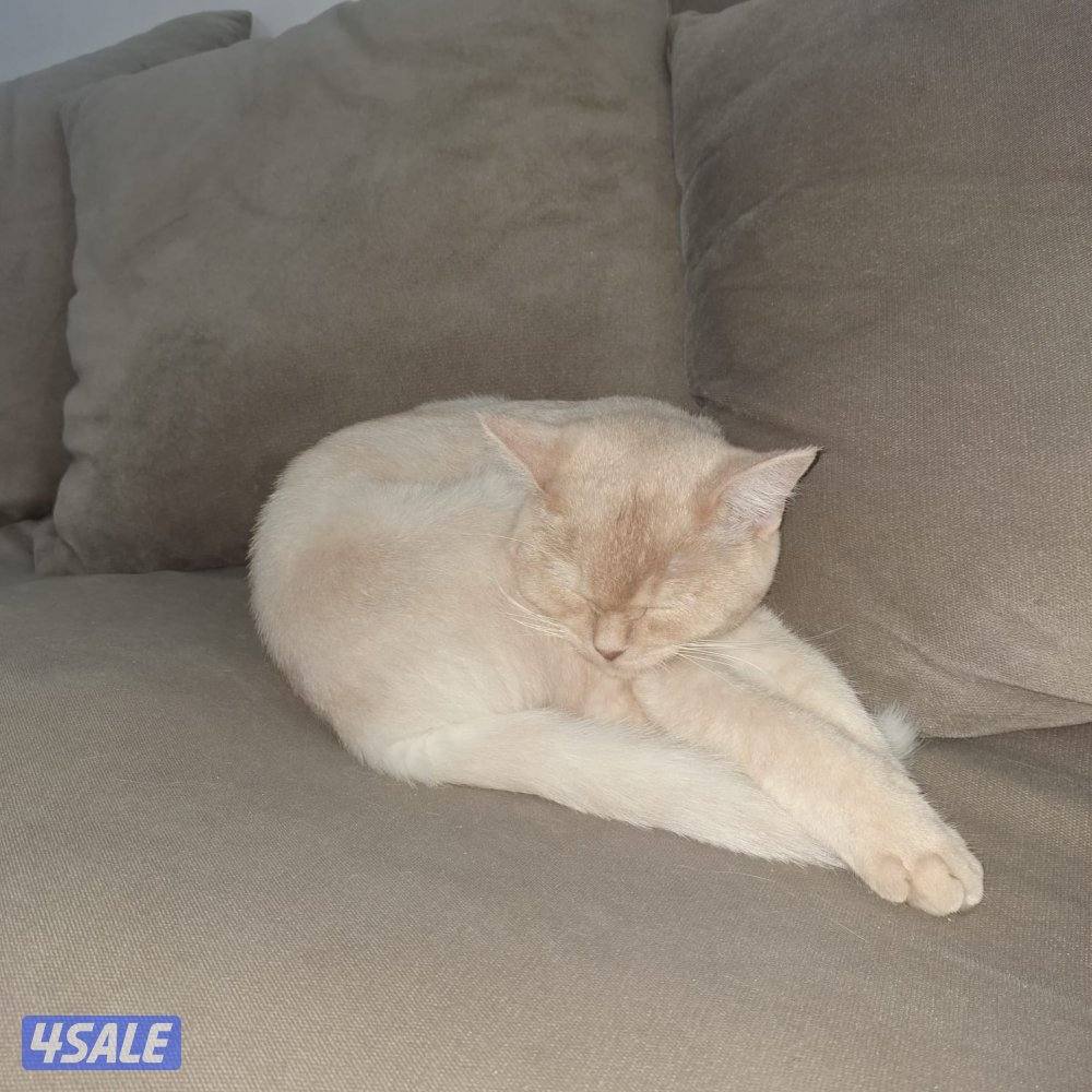 المهبولة قطعة ٢ شارع خلف   اوكسجين الصحي امام مانجو هايبر6