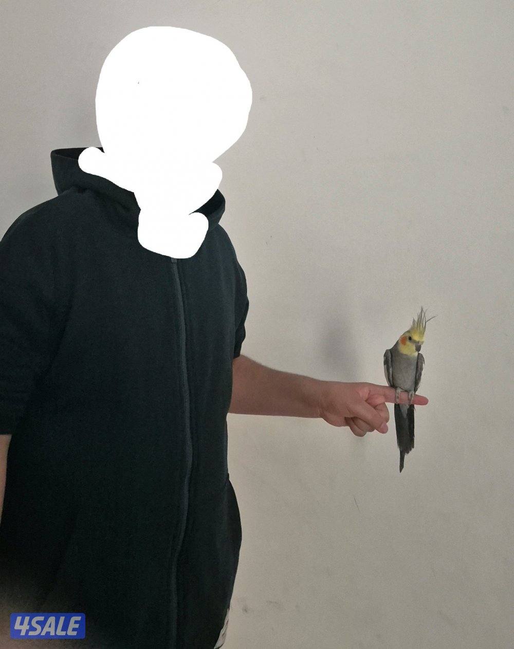 للبيع طير كروان1