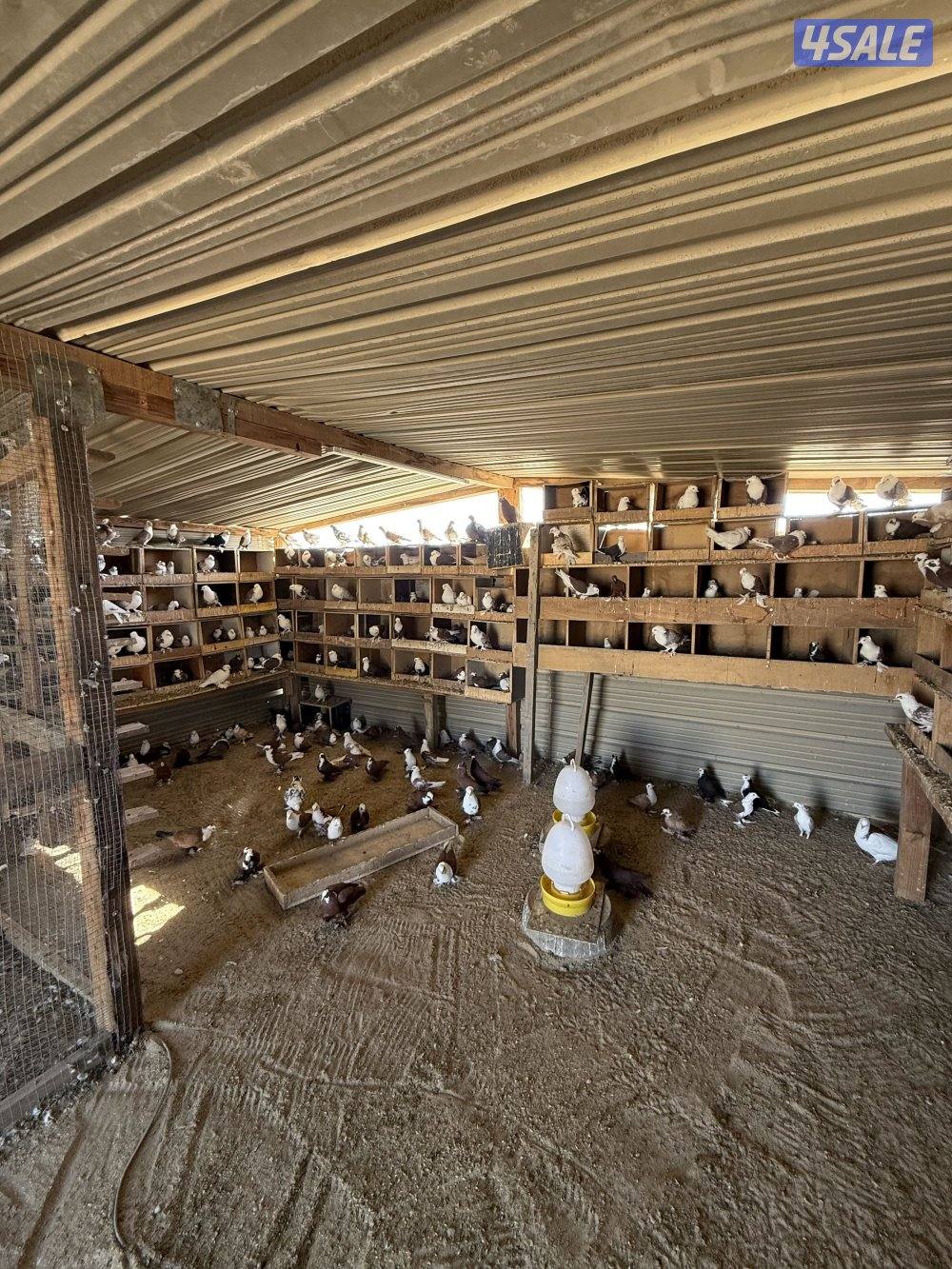 للبيع حمام بغدادي جبره اكثرهم تحتهم فروخ1