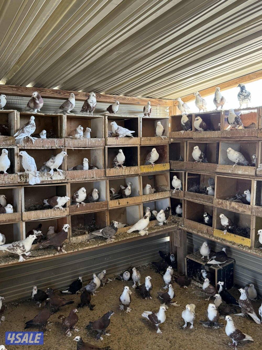 للبيع حمام بغدادي جبره اكثرهم تحتهم فروخ2