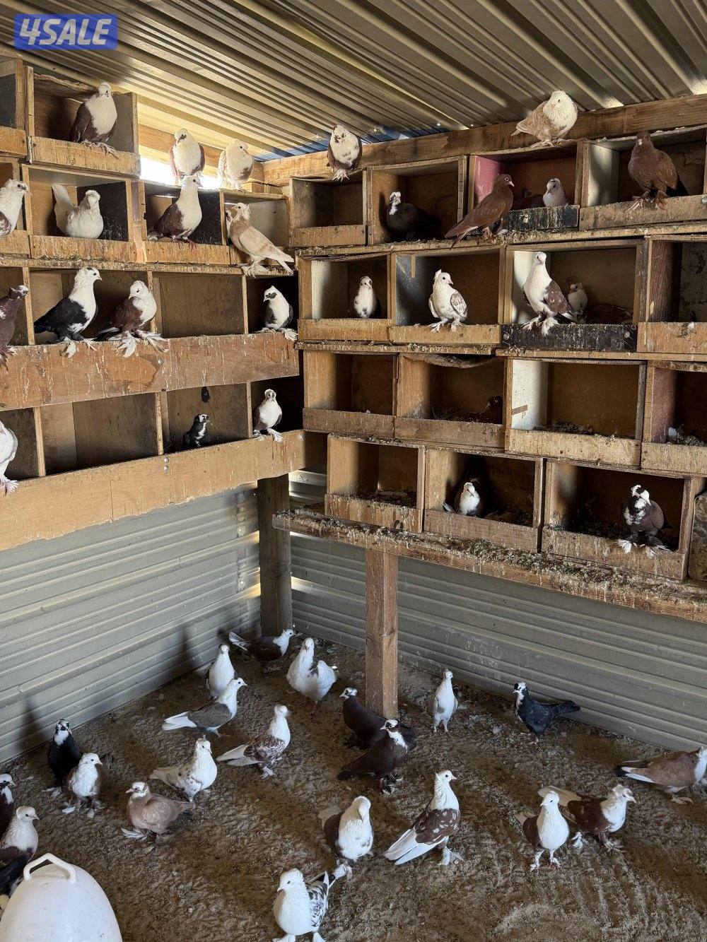 للبيع حمام بغدادي جبره اكثرهم تحتهم فروخ3