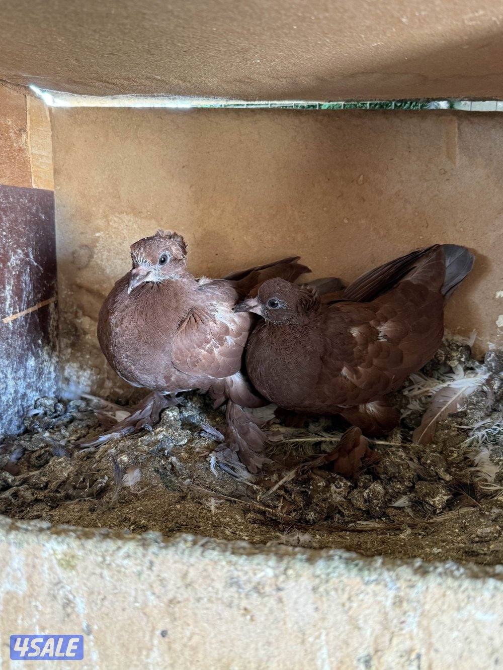 للبيع حمام بغدادي جبره اكثرهم تحتهم فروخ5