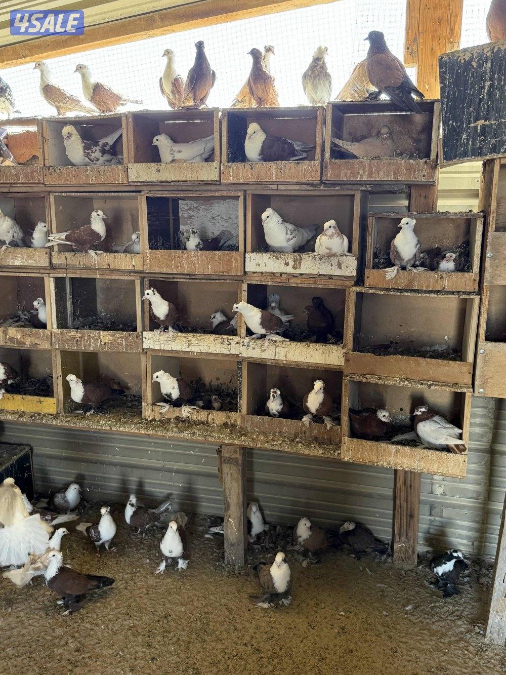 للبيع حمام بغدادي جبره اكثرهم تحتهم فروخ6