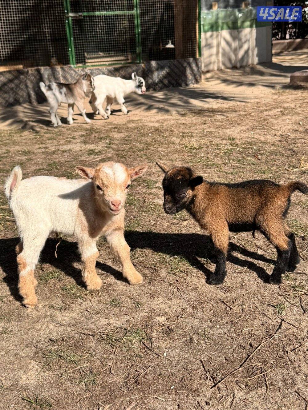 جفرات وتيوس جيكيه اقزام واحجام صغيره موجودين بالبيت صحه جيده3