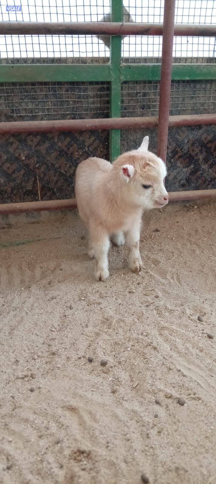 جفرات وتيوس جيكيه اقزام واحجام صغيره موجودين بالبيت صحه جيده1