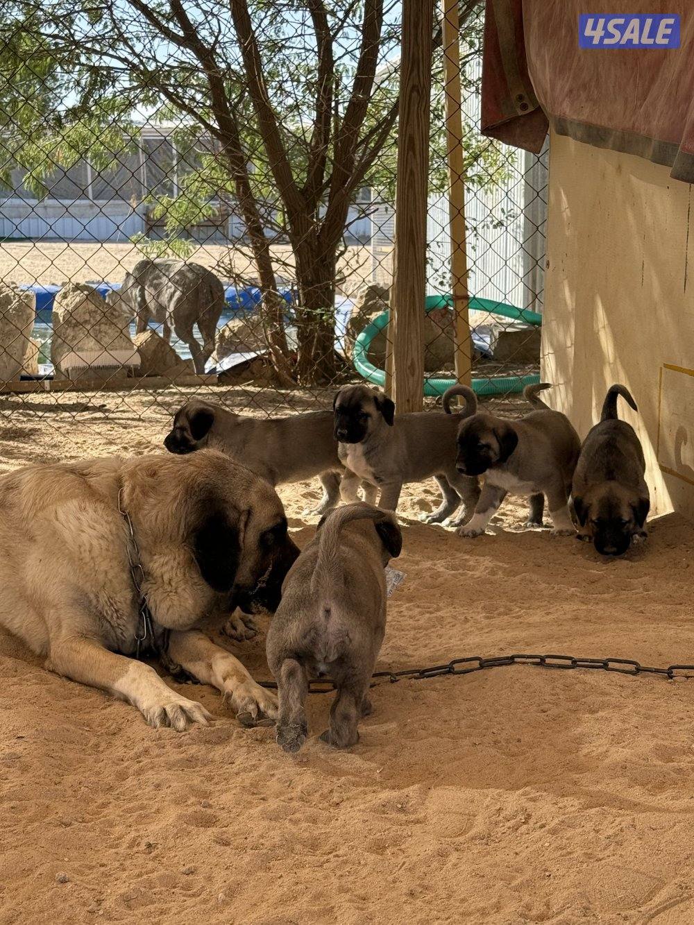 للبيع جراوه كنغال التركي لحراسه الحلال والعزب0