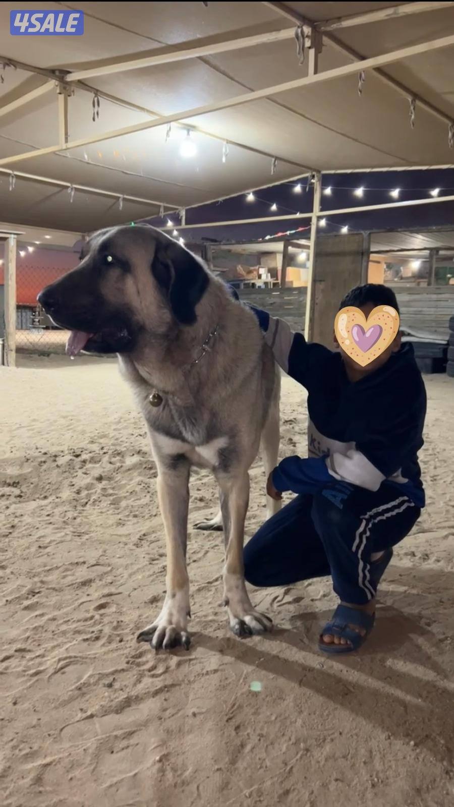 للبيع جراوه كنغال التركي لحراسه الحلال والعزب2