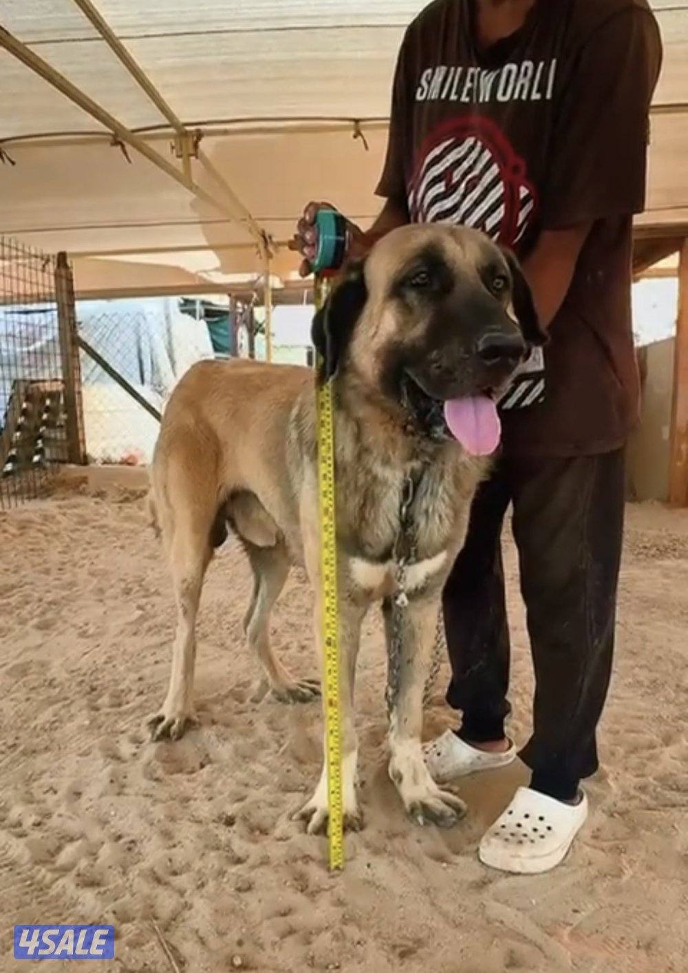 للبيع جراوه كنغال التركي لحراسه الحلال والعزب3