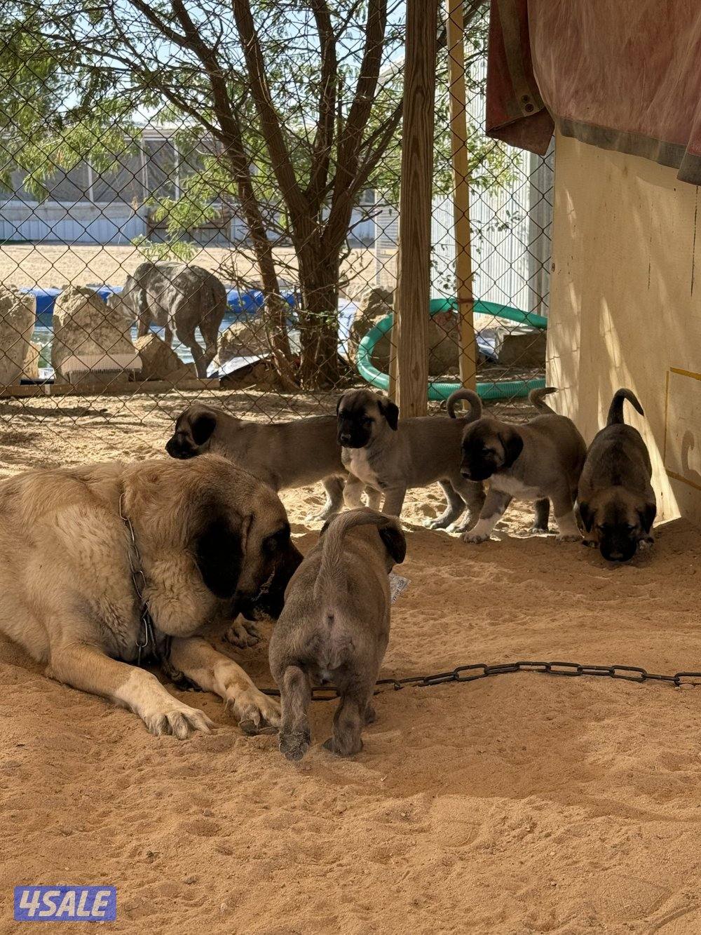 للبيع جراوه كنغال التركي لحراسه الحلال والعزب0