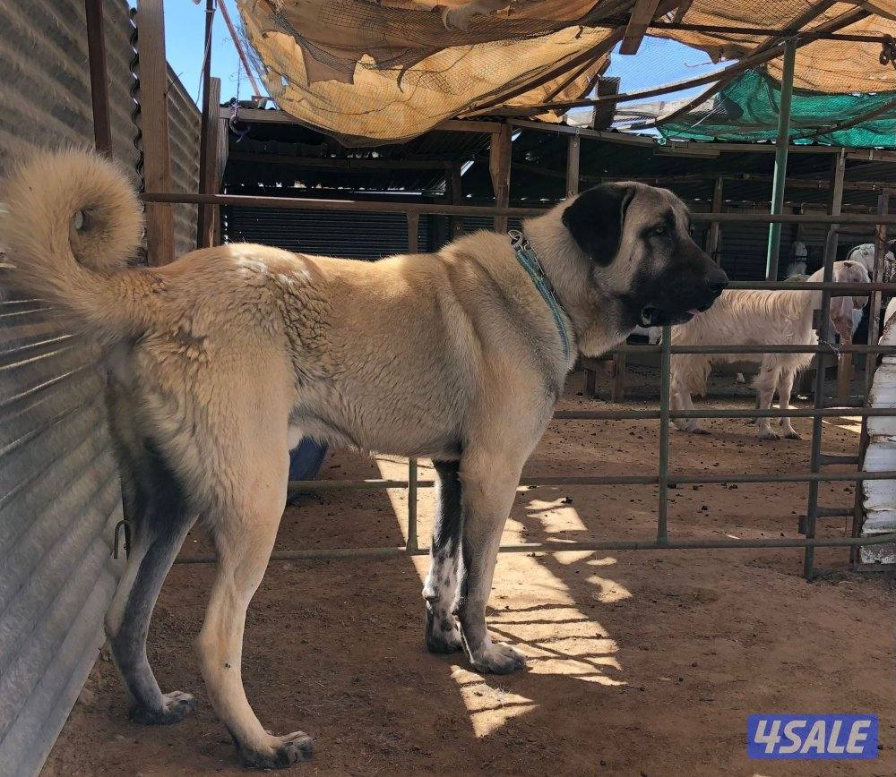 للبيع جراوه كنغال التركي لحراسه الحلال والعزب3