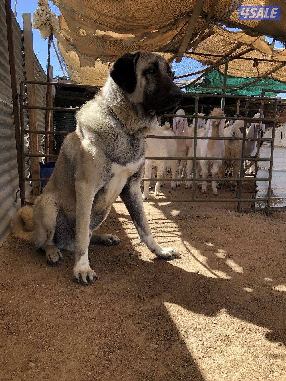 للبيع جراوه كنغال التركي لحراسه الحلال والعزب6
