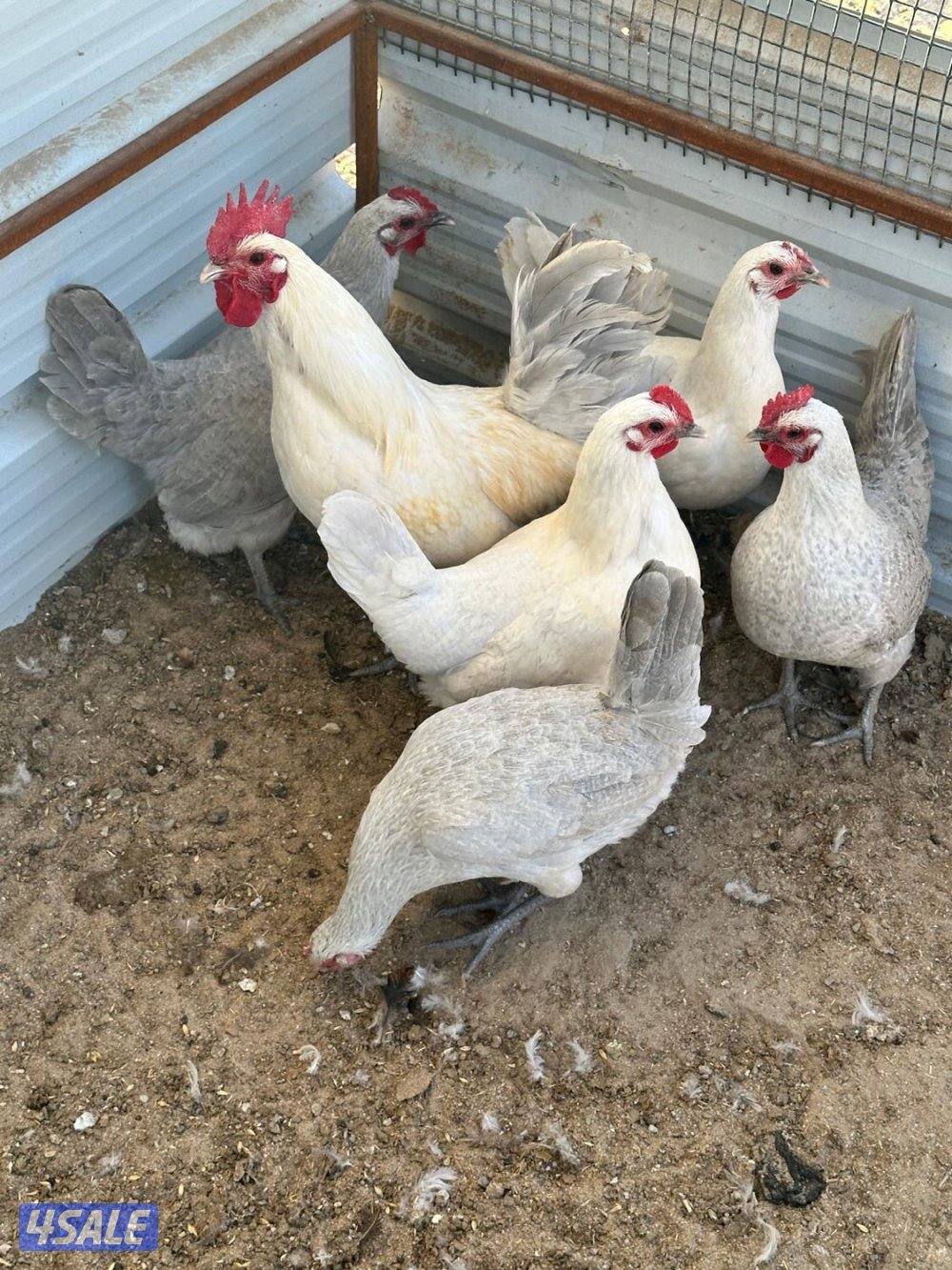 فيومي قولد0