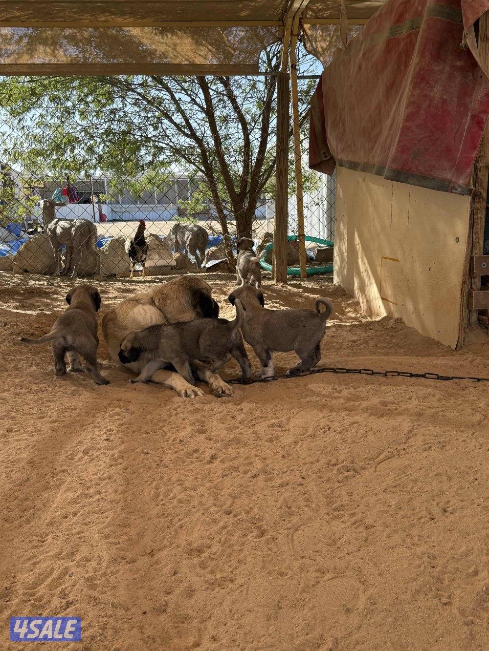 للبيع جراوه كنقال التركي لحراسه الحلال والعزب3