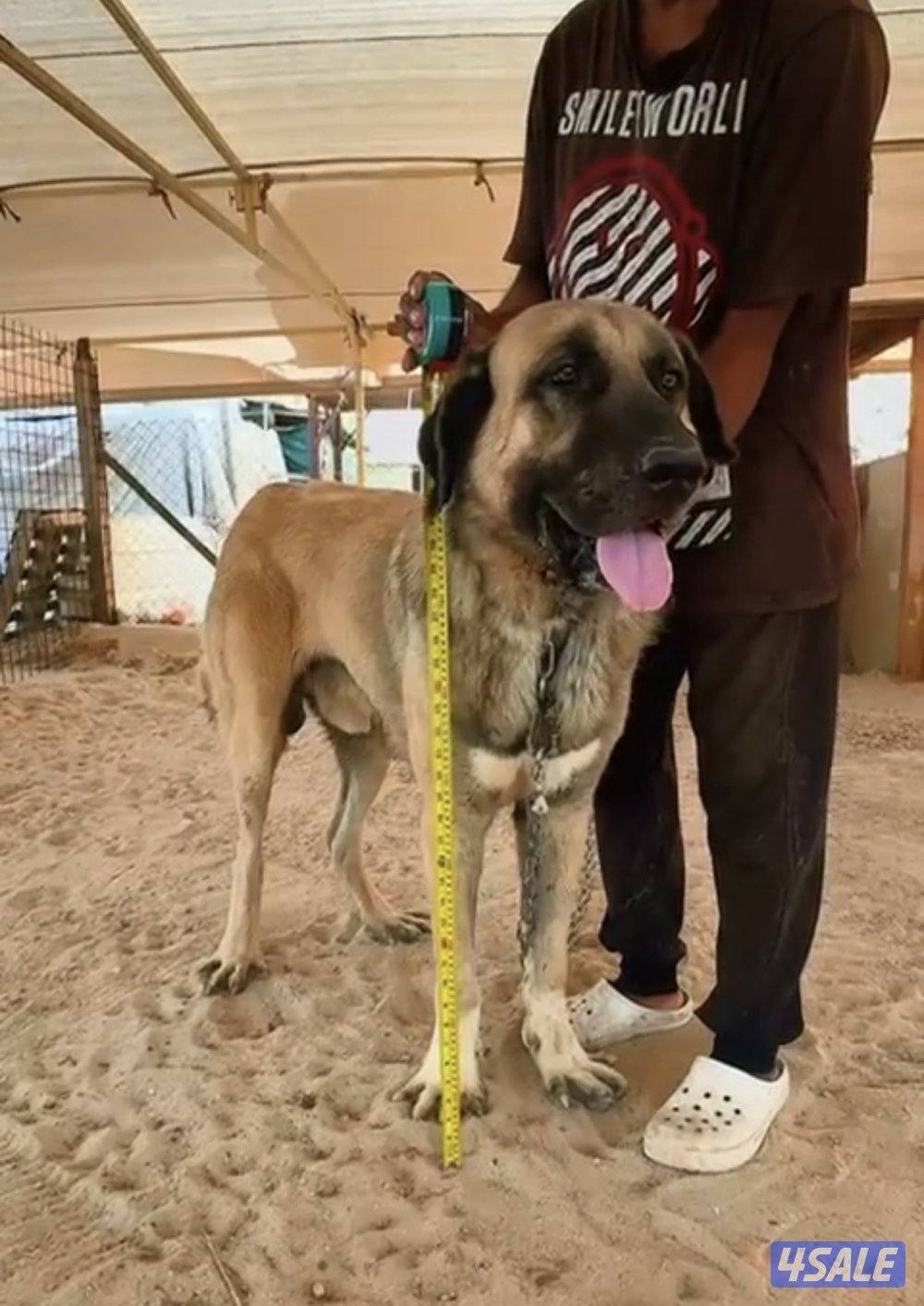 للبيع جراوه كنقال التركي لحراسه الحلال والعزب4