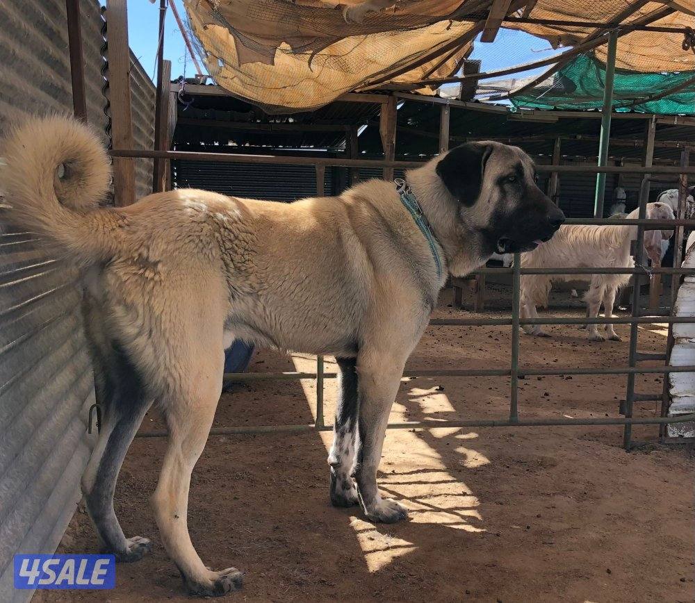 للبيع جراوه كنقال التركي لحراسه الحلال والعزب6