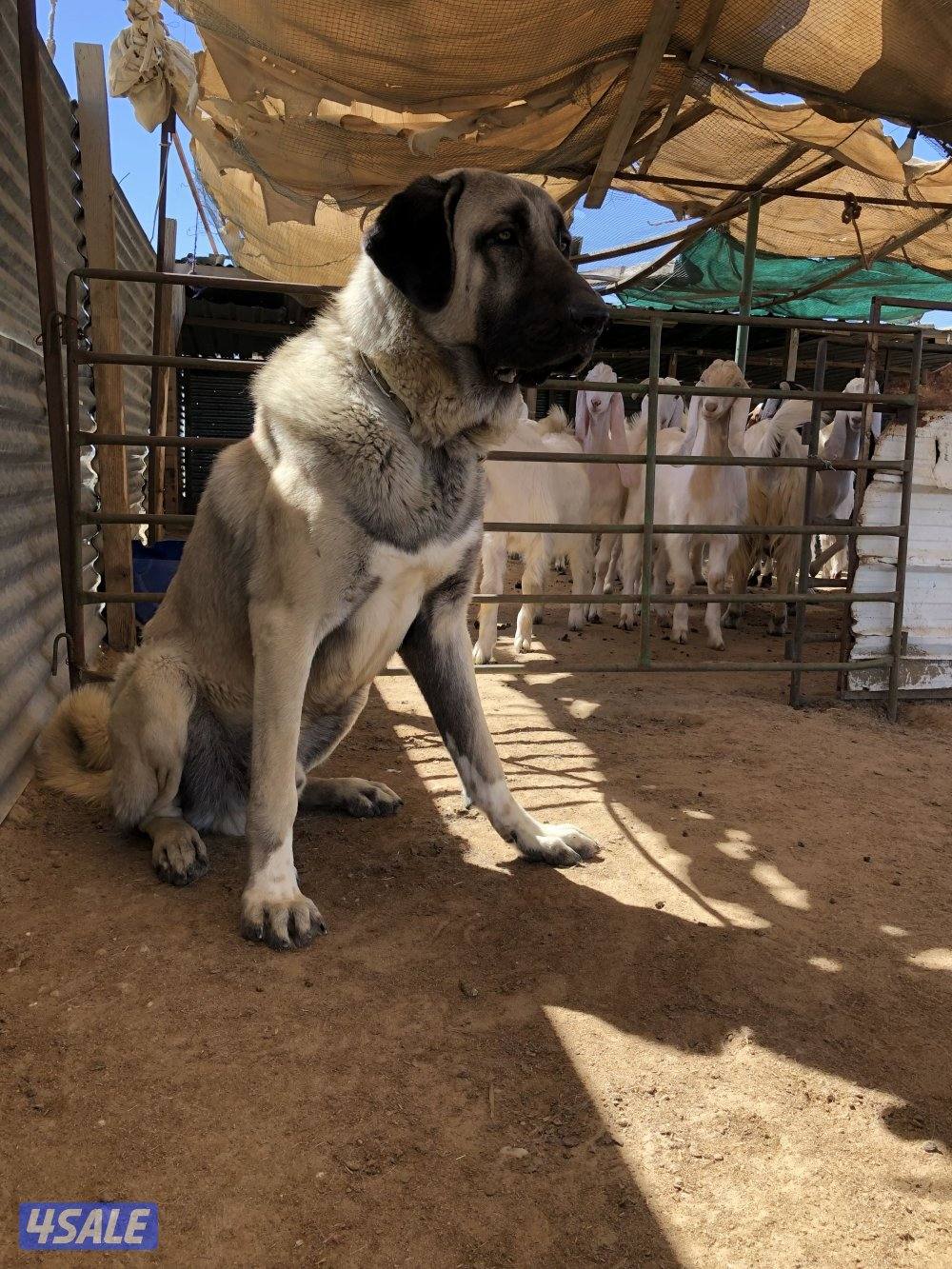 للبيع جراوه كنقال التركي لحراسه الحلال والعزب7