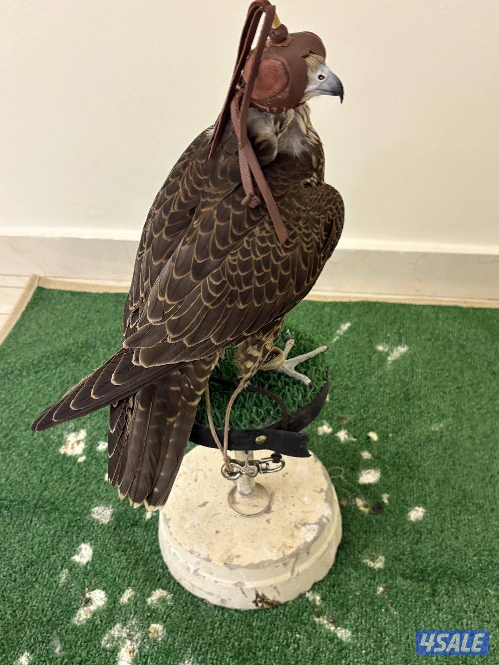 للبيع جير تبع فرخ شركتة آر بي بي سبوق الطير بالحيل وشرط الفحص0