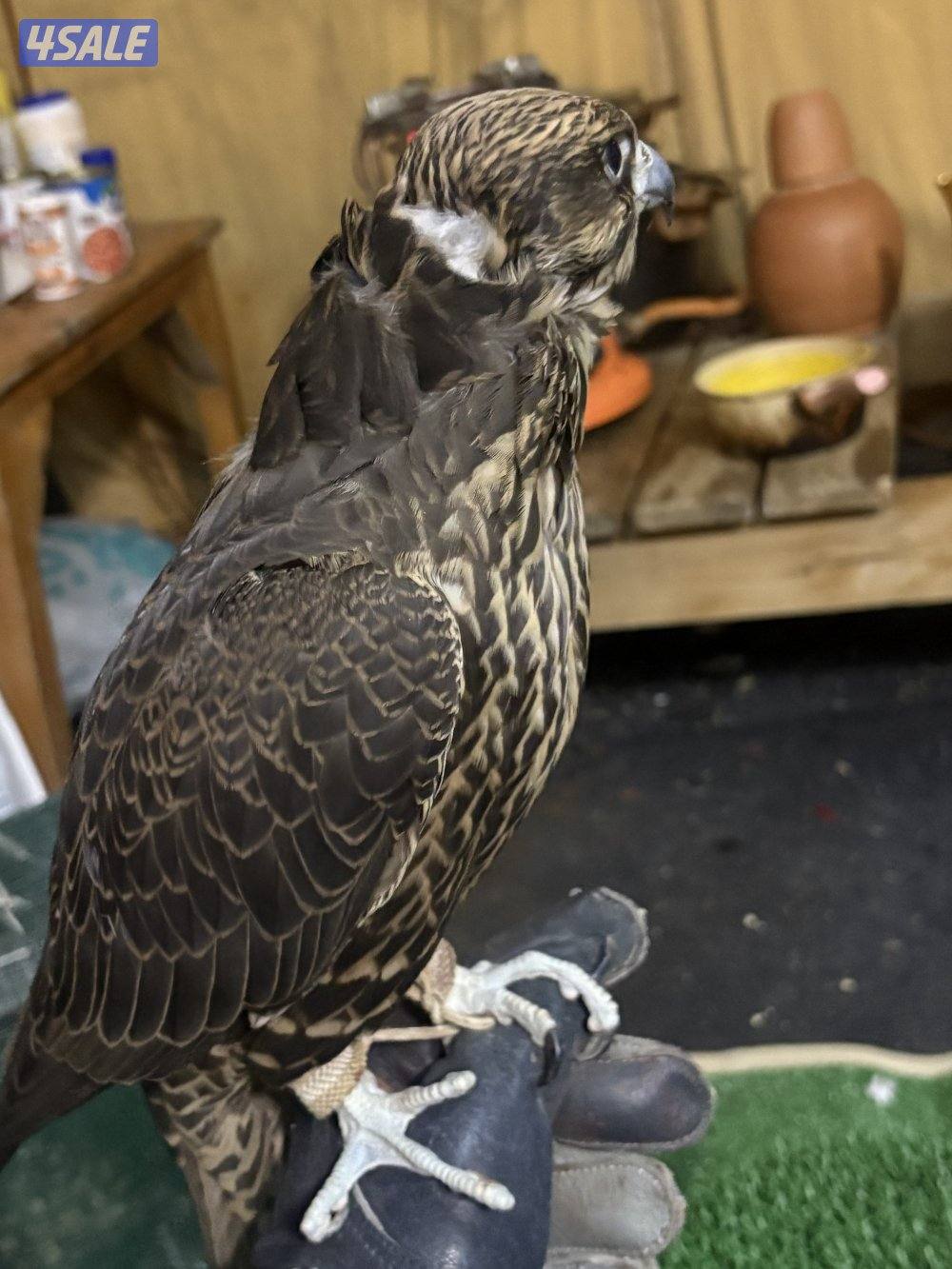 للبيع جير تبع فرخ شركتة آر بي بي سبوق الطير بالحيل وشرط الفحص1