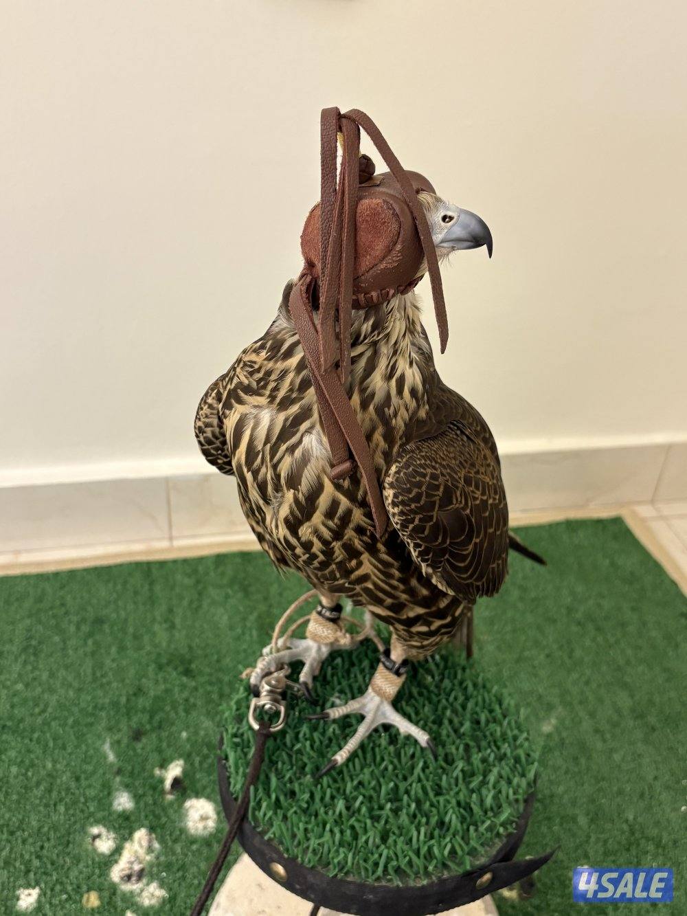 للبيع جير تبع فرخ شركتة آر بي بي سبوق الطير بالحيل وشرط الفحص2