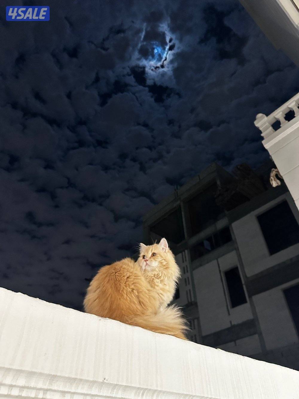 للتبني شيرازي0