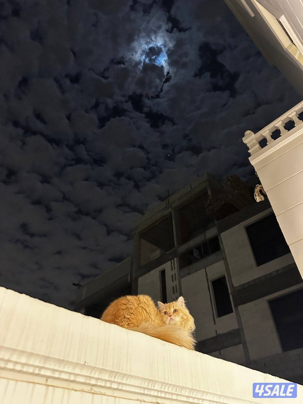 للتبني شيرازي1