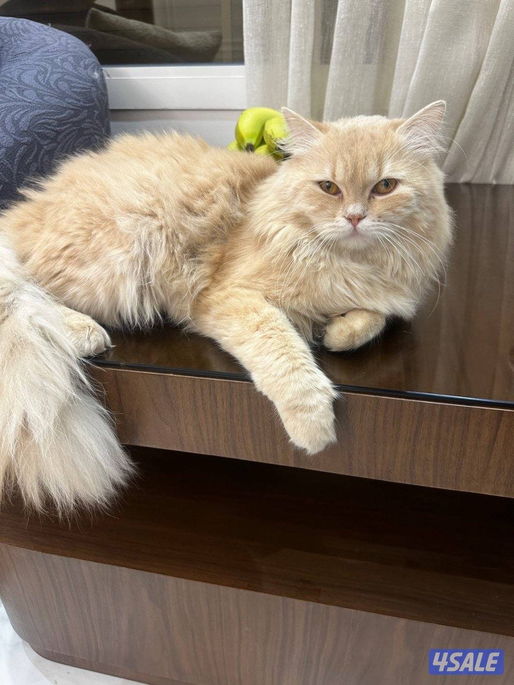 للتبني شيرازي2