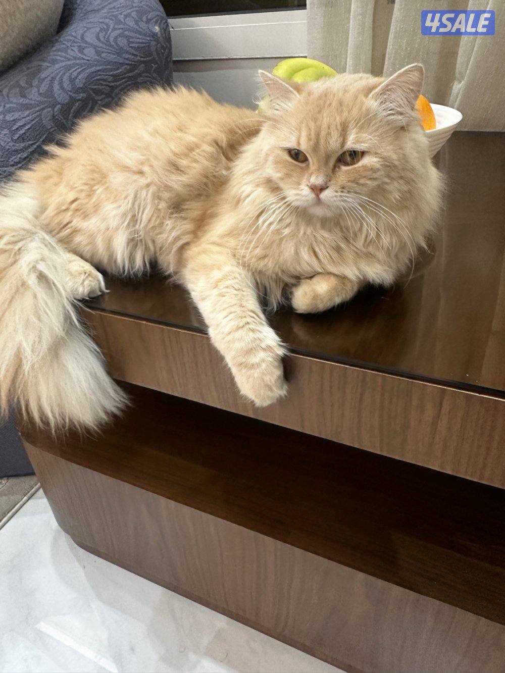 للتبني شيرازي3