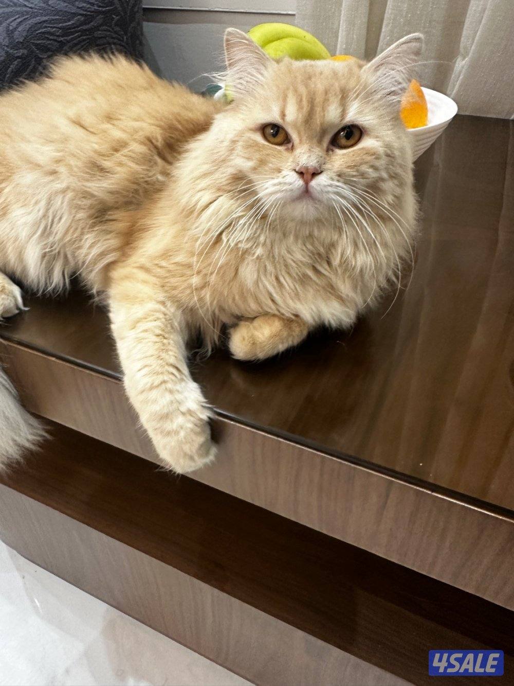 للتبني شيرازي4