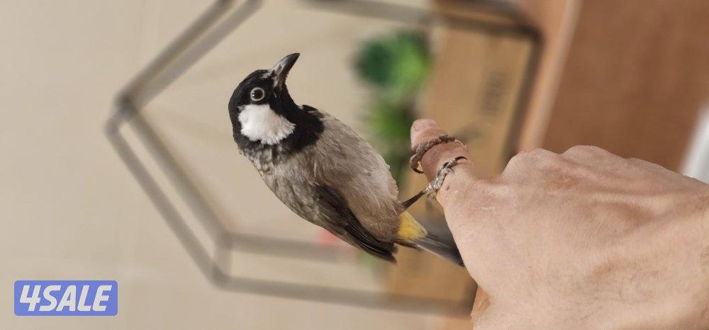 للبيع بلبل ربوه وتغريد0