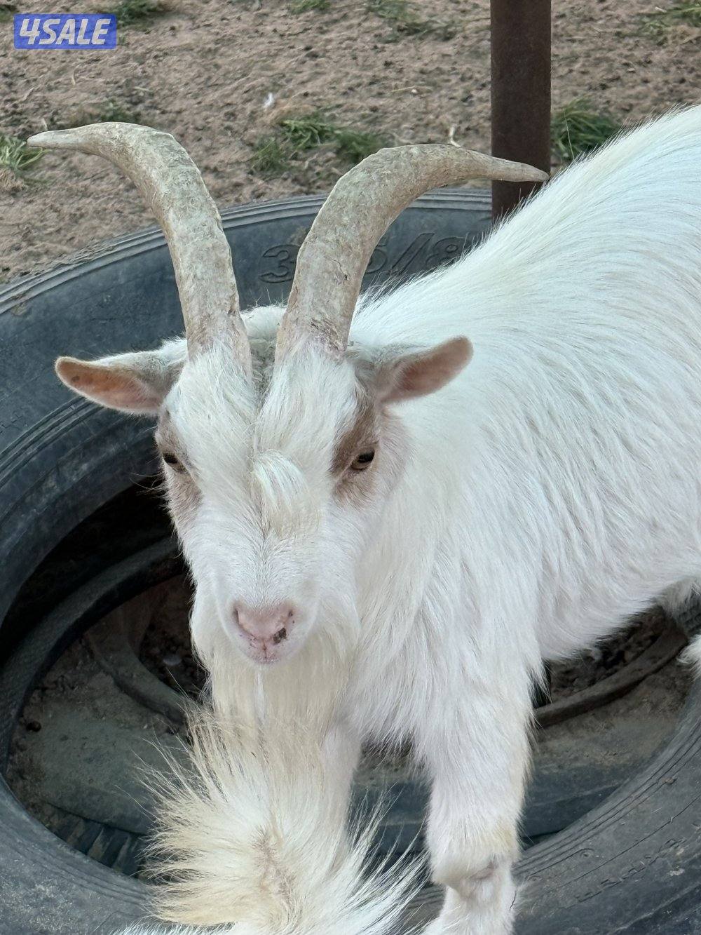 للبيع تيوس شيكيه0