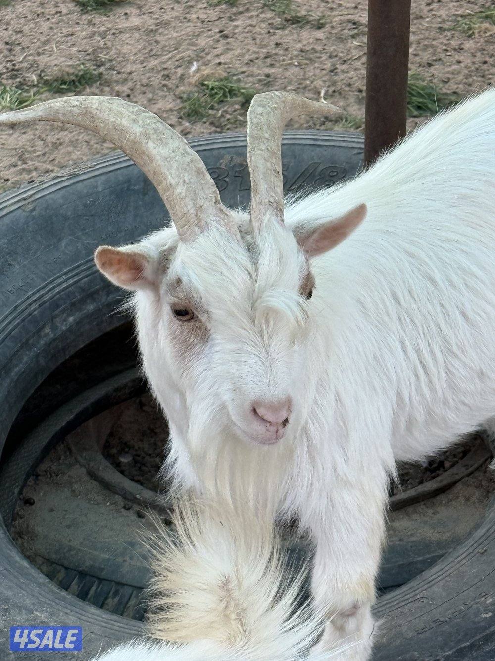 للبيع تيوس شيكيه1