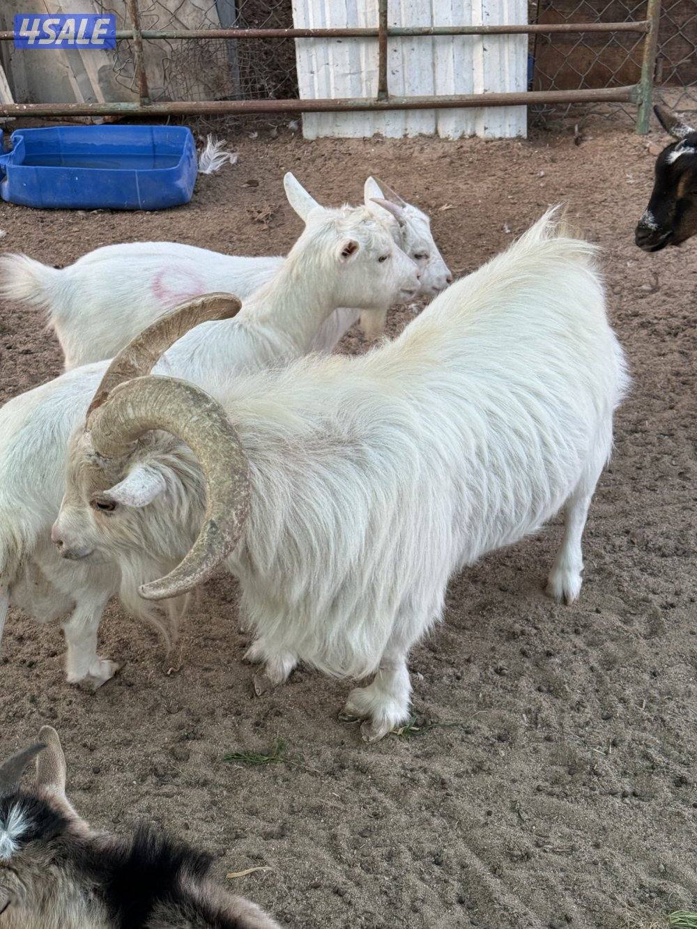 للبيع تيوس شيكيه2