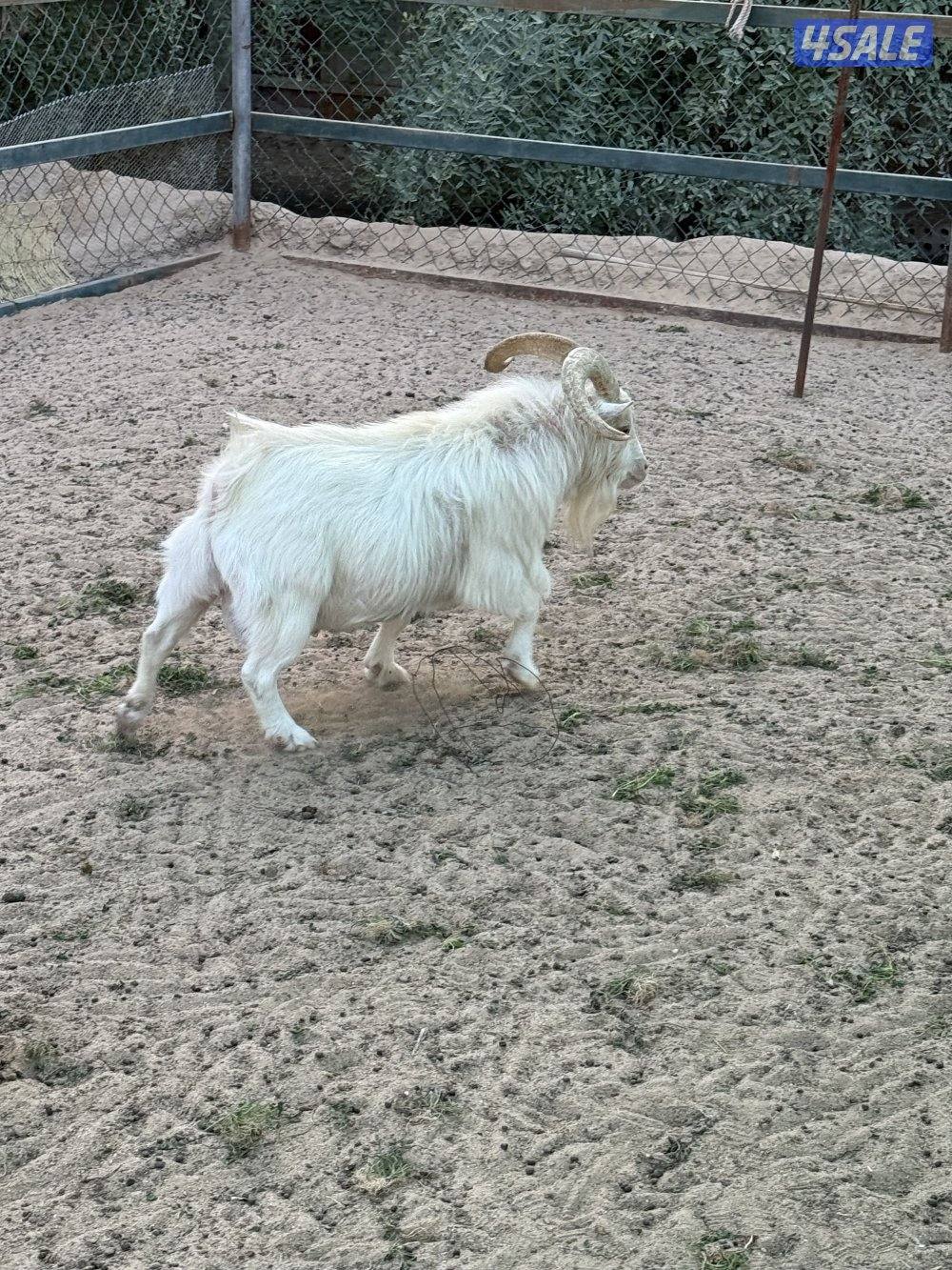 للبيع تيوس شيكيه3