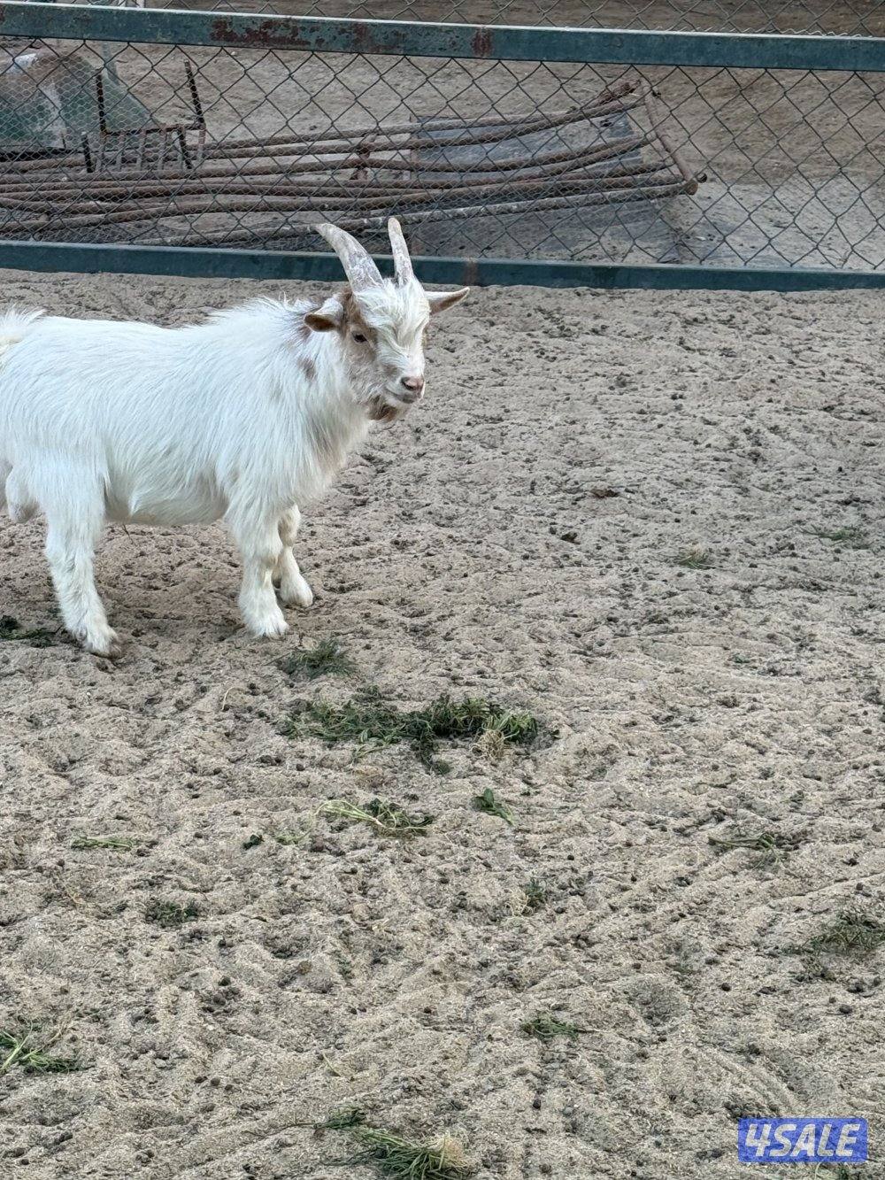 للبيع تيوس شيكيه4