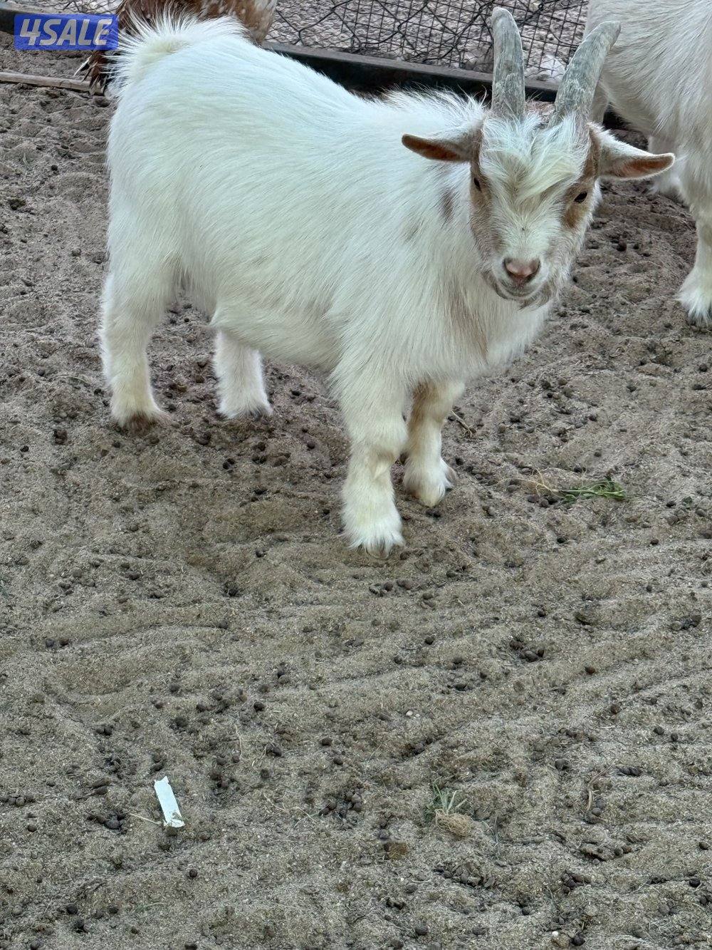 للبيع تيوس شيكيه5