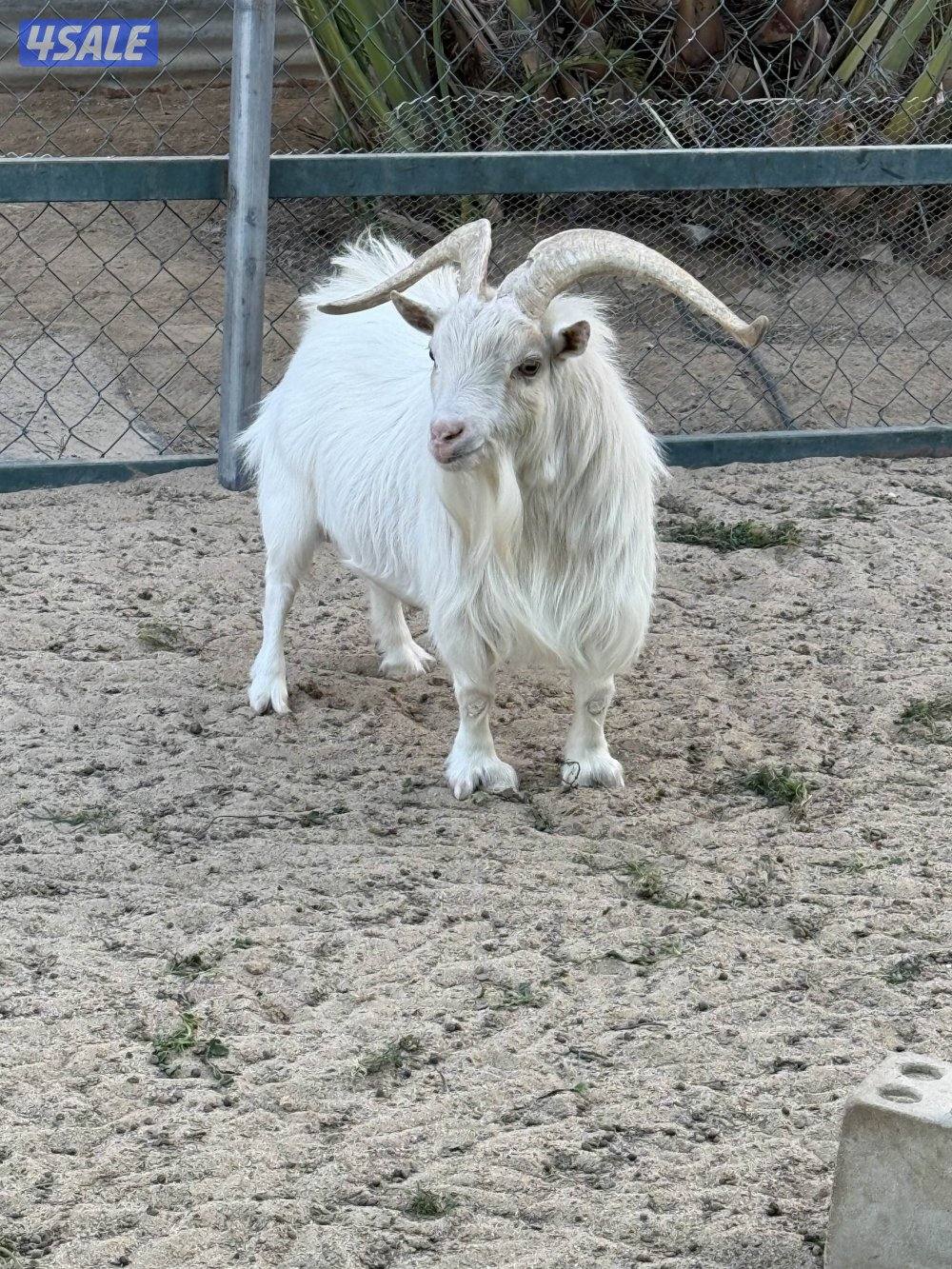 للبيع تيوس شيكيه6