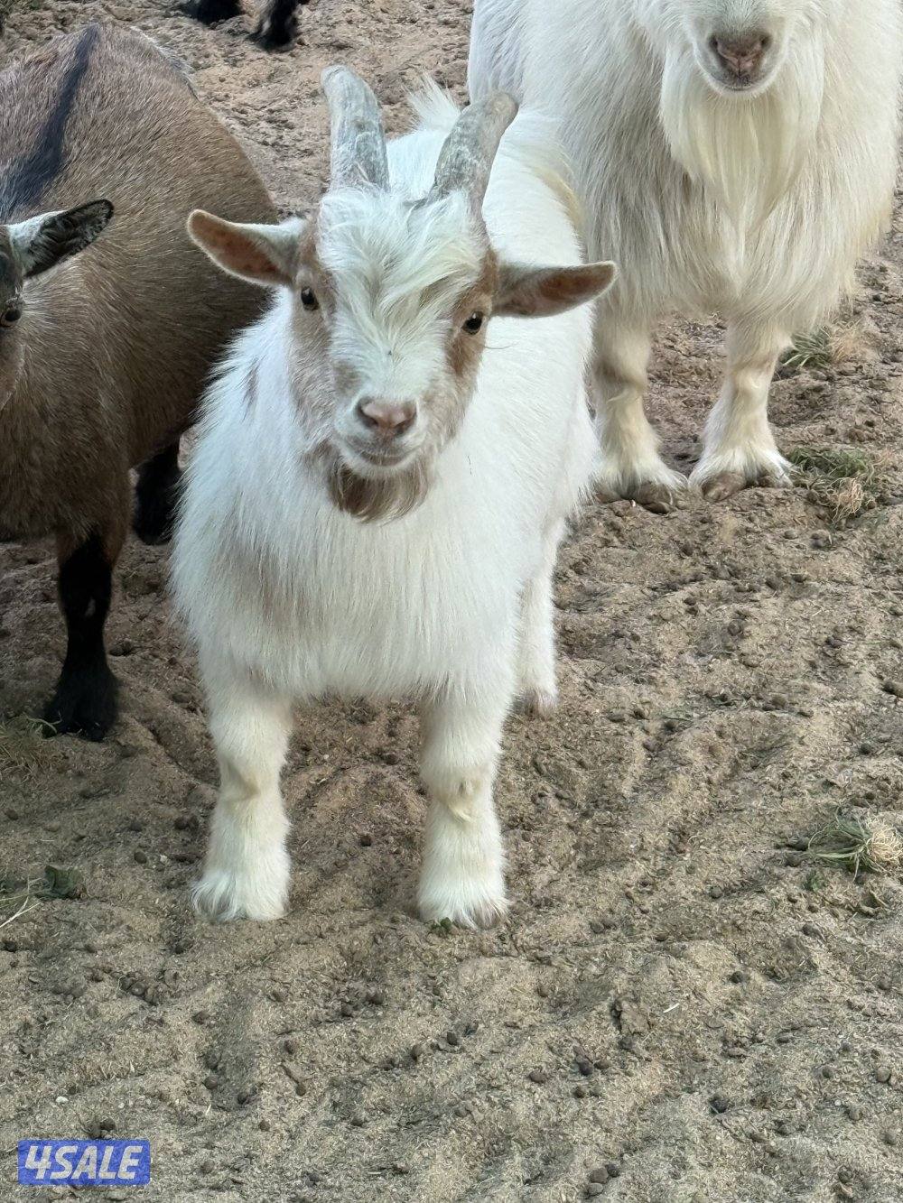 للبيع تيوس شيكيه7