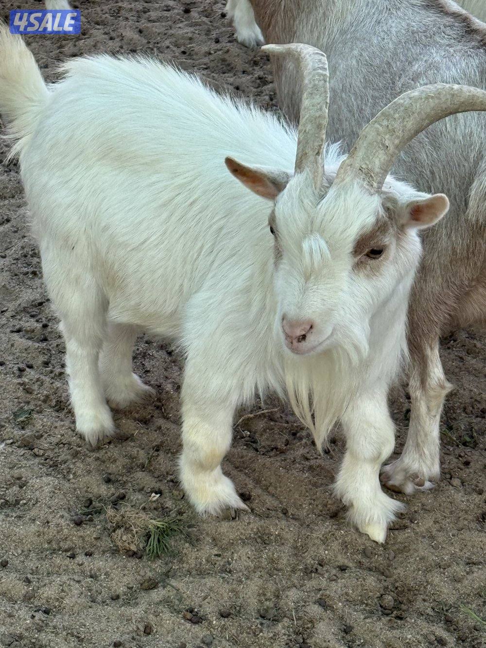 للبيع تيوس شيكيه9