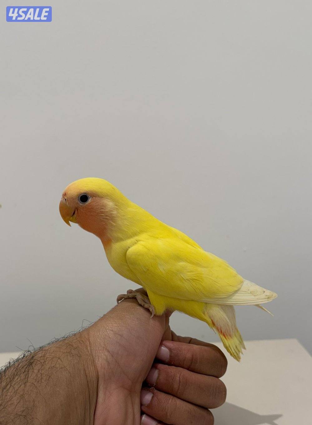 فروخ لوفبيرد نهاية عس والتوصيل مجاني🔥0